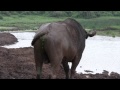 Accidentally Captured Cape Buffalo Pooping