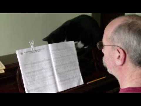 Moonlight Sonata for Cat Bath by Joseph Kline