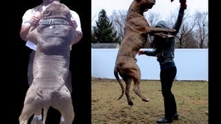 Huge blue bully pitbull service dog scares people in stores!