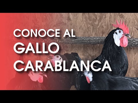, title : 'Gallina Española carablanca: 🐔 Una antigua raza de gallina mediterránea'