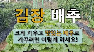 김장배추 크게 키우고 맛있는 배추로 가꾸려면 이렇게 하세요! #주말농장 #김장배추 잘 가꾸는 방법.