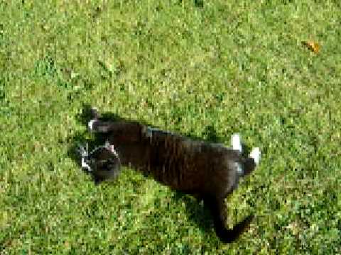 Selma, our cat, flirting