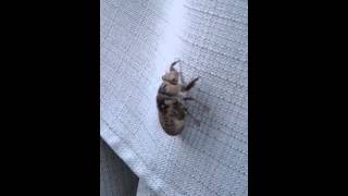 Locust still in shell