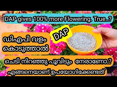 Is DAP a Magic Flowering Fertilizer | Truth & Facts | ഡിഎപി ഉപയോഗിച്ചിട്ടുണ്ടോ ഈ കാര്യങ്ങൾ അറിയണം
