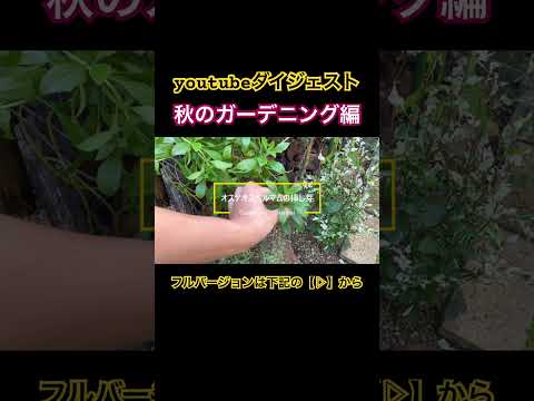  8月にバルコニーに植える花はどれですか？夏を乗り切るお手軽6種！  庭園