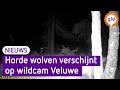 Bijzondere beelden vanaf de Noord-Veluwe, horde wolven op wildcam