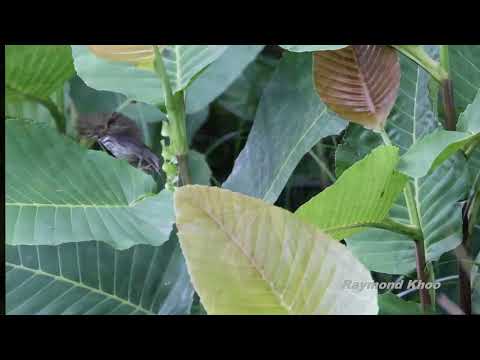 Timália sundská (Mixornis bornensis) — správanie, biotop a hlas