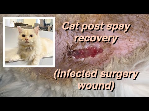 Warning! Graphic content ahead! Cat Post Spay Recovery (Infected Surgery Wound)