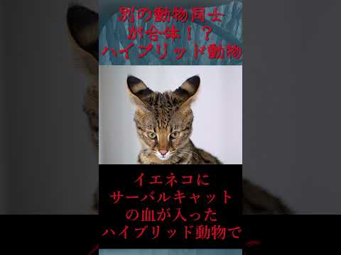 IUCN分類における絶滅の危険性を示す図。