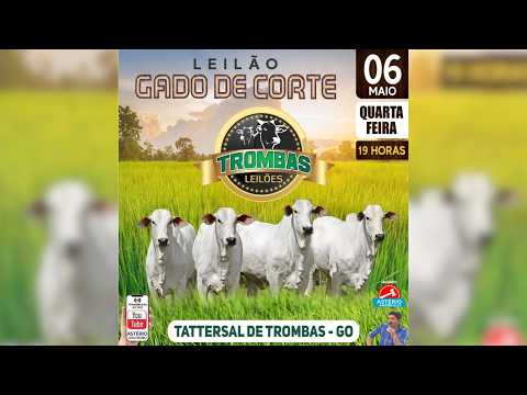 LEILÃO  GADO DE CORTE TROMBAS LEILÕES - TROMBAS GOIAS  - 06 / 05 / 2026