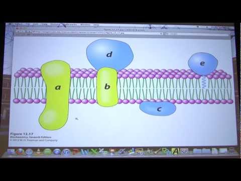 #30 Biochemistry Lipids and Membranes Lecture for Kevin Ahern's BB 451/551