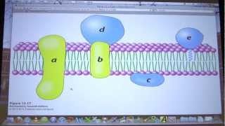 #30 Biochemistry Lipids and Membranes Lecture for Kevin Ahern's BB 451/551