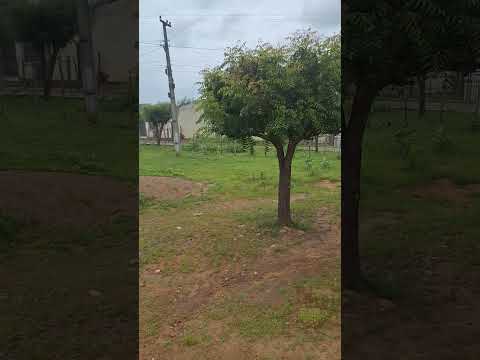 Riacho das Pedras/Tejuçuoca/Ceará chuvinha no sertão