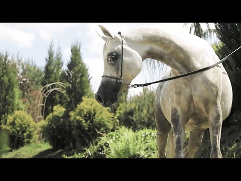 ⚜️ EL KAHRA ⚜️ (Empire x Elihara, by El Nabila B), 2022 SUMMER SALE