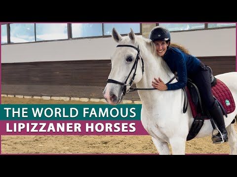 Riding the Lipizzaner Horse at the Lipica Stud Farm