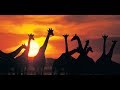 Afro House Mix 2018 Alector Eugénio Tribal Mix 2018