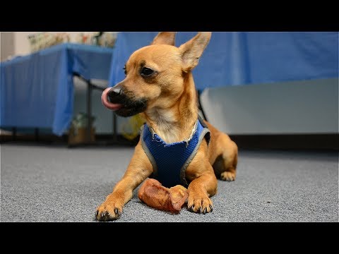 Spizzles Elk Antler Dog Chew - Split (Small) 4" Video