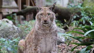 Lynx VS Bobcat - FAQ Friday