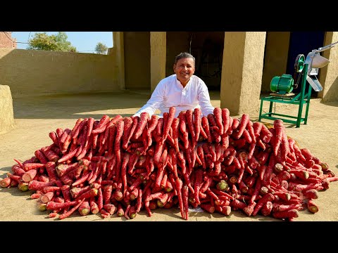 150 KG Carrots Halwa Cooking in Village | Halwai Style Gajar Ka Halwa | Commercial Recipe