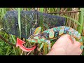 LIZARD TRAP CATCHES COLORFUL CHAMELEON!