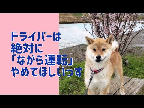 ワンワンU・x・Uお悩み相談室2️⃣3️⃣〜福井市「ゴンくん」🐶#ながら運転禁止❌📱☠️