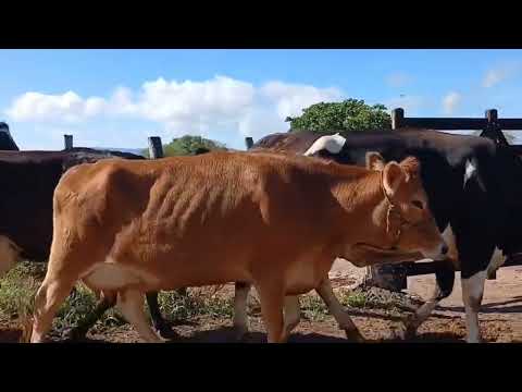 NEGÓCIO DIRETO DA FAZENDA MANOEL SÃO PAULO ÁGUAS BELAS - PE  30/04/2026 CONTATO (87) 98173 