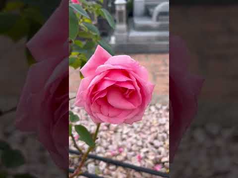 墓地に適した手入れの簡単な植物は何ですか？私たちのトップ5！  庭園