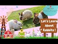 Let S Learn About Rabbits Preschool Learning Videos For Kids L Cute Bunny Rabbit Videos