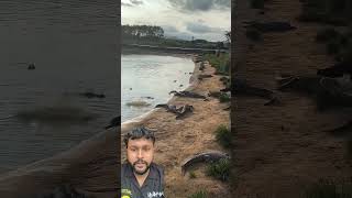 Download lagu Crocodile hunting a baby pig mp3