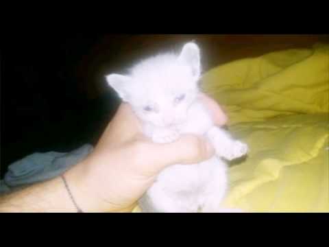 Limone cerca l'amore!