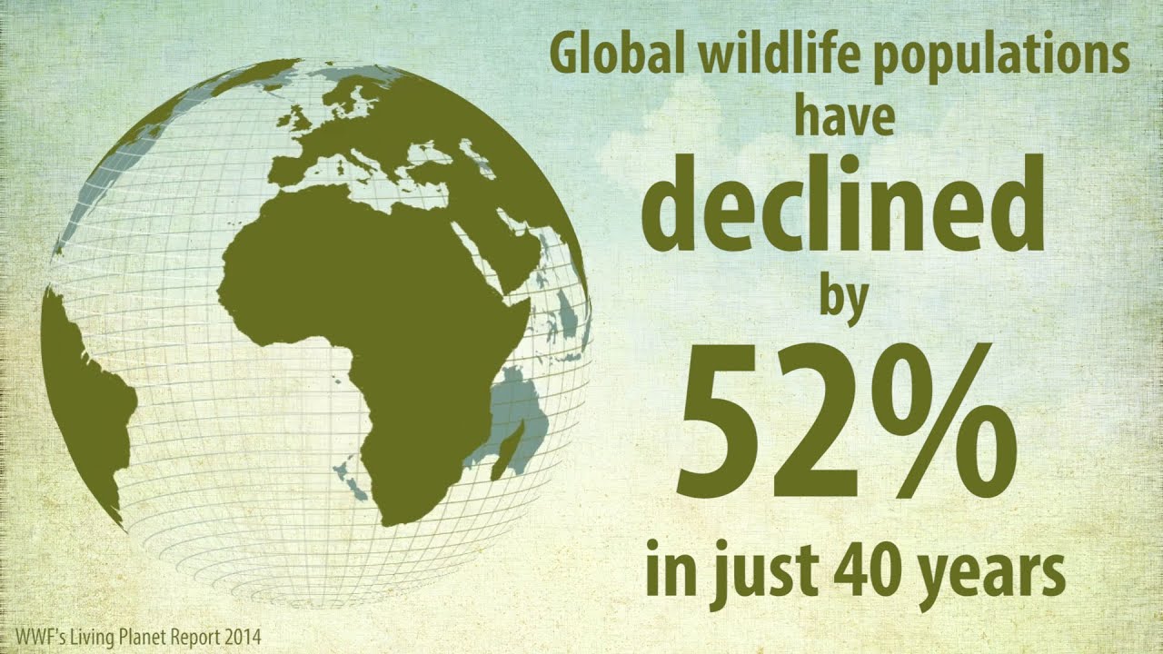 Living Planet Report: Global Wildlife Populations Halve in 40 Years