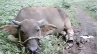 The Kooks - See the world