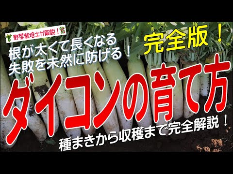  2023年春の月に合わせて大根の種まきはいつ？成功するにはどうすればよいでしょうか?完全なガイド  庭園