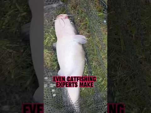 Catfishing Mistakes Even The EXPERTS Make! 🫢 #shorts #fishing #catfish