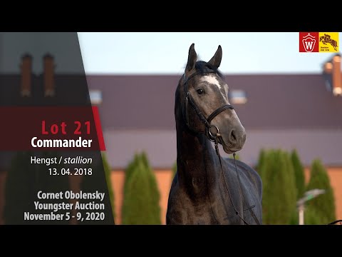 Cornet Obolensky Youngster Auction - Lot 21  Commander - stallion by Contendro - Attacke UA