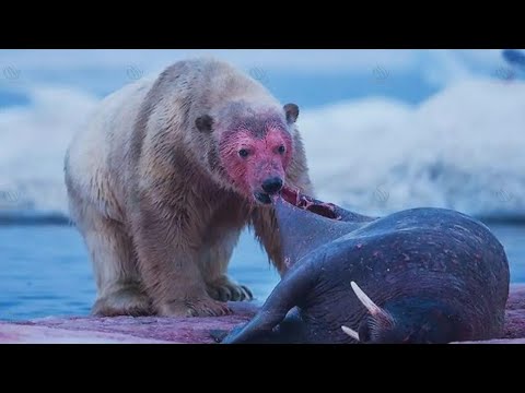 Eisbär: Das tödlichste Raubtier der Arktis