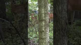 A Doe and fawn in early July