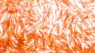 Iata ce poate face uleiul de krill!
