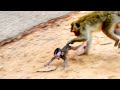 Mother Monkey Kills Her Baby