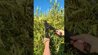 Hedge Shears HS22 with Wavy Blade FISKARS SingleStep