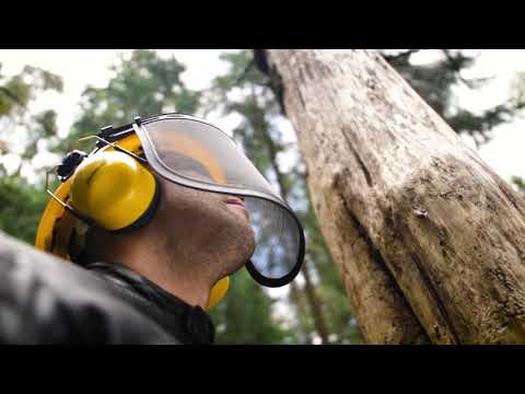 Миниатюра изображения товара Бензопила цепная Champion A254-18 + подарочный набор