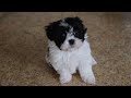 Malshi dogs for sale: Itzy - Video 1