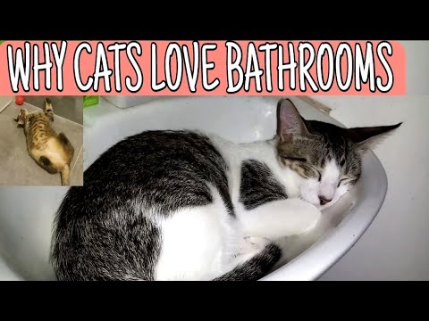 Reasons Why Do Cats Follow You Into The Bathroom | CatsLifePH