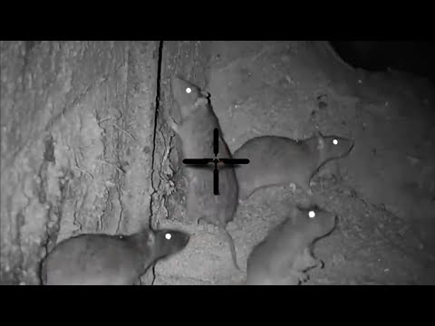 Big Rat shooting 2023 || Night hunting rats with thermal scope || shooting rats in farm at night