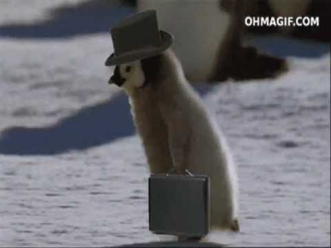 Ciro De Luca - Pinguinu Latino