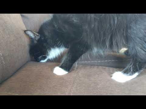 A random video of a gay cat smelling a couch like a dumbass
