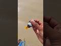 Clown Fish Rescue Fish Life Marine Life Marine Sea Released Marine Fish