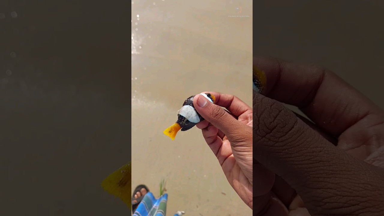 #Clown fish #rescue #fish life #marine life #marine #sea #released #marine fish