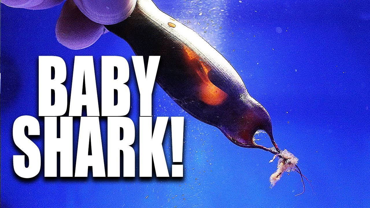 SHARKS EGGS ARE READY TO HATCH!!!!