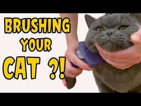 Do I Need to Brush My Shorthair Cat? British Shorthair Cat Tolerates Brushing 🆘 Funny and Cute Faces